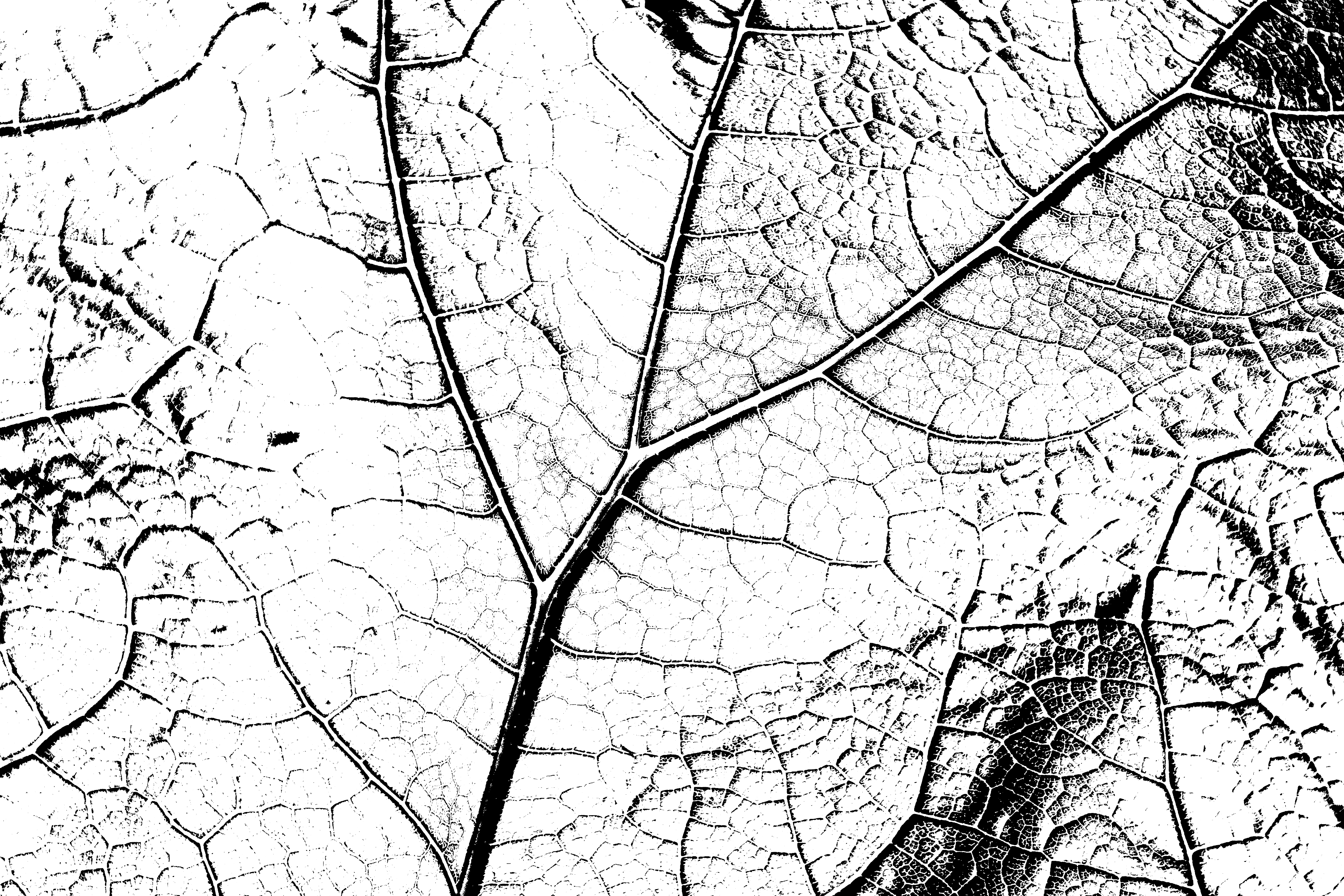 imagem da fibra da folha no fundo com cor tijolo queimado (vermelho)